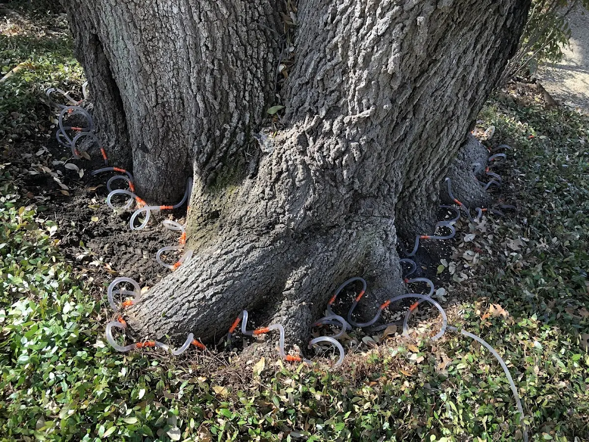 Detailed Tree Cabling and Bracing job site in Dunmor