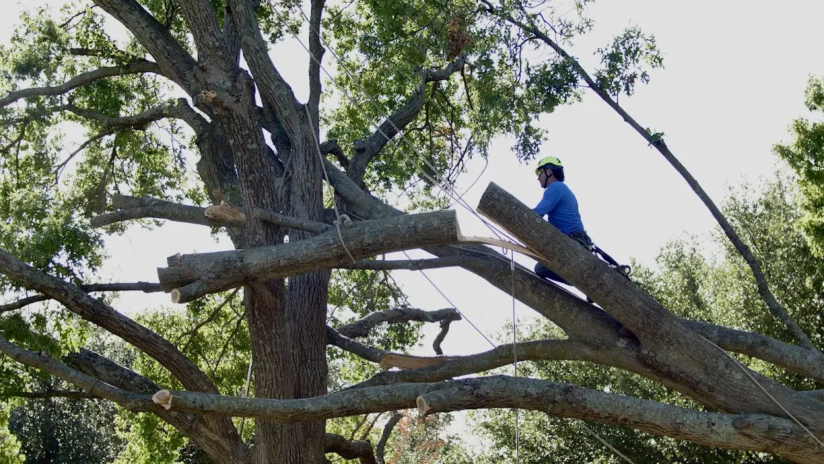 Professional Crown Thinning performed by certified arborists in Dunmor